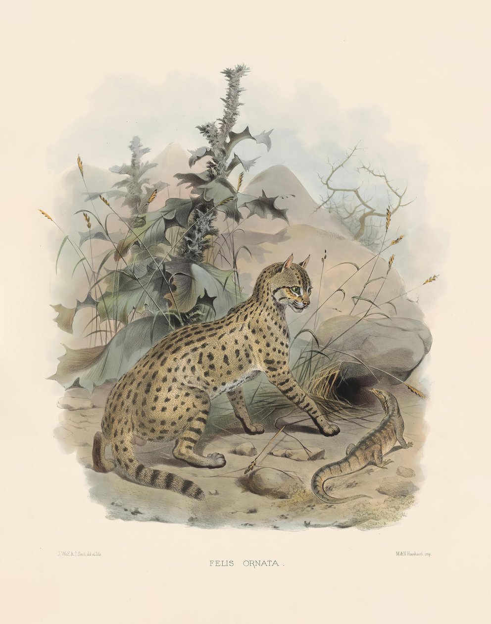 Aziatische wilde kat (Felis ornata) door Joseph Wolf