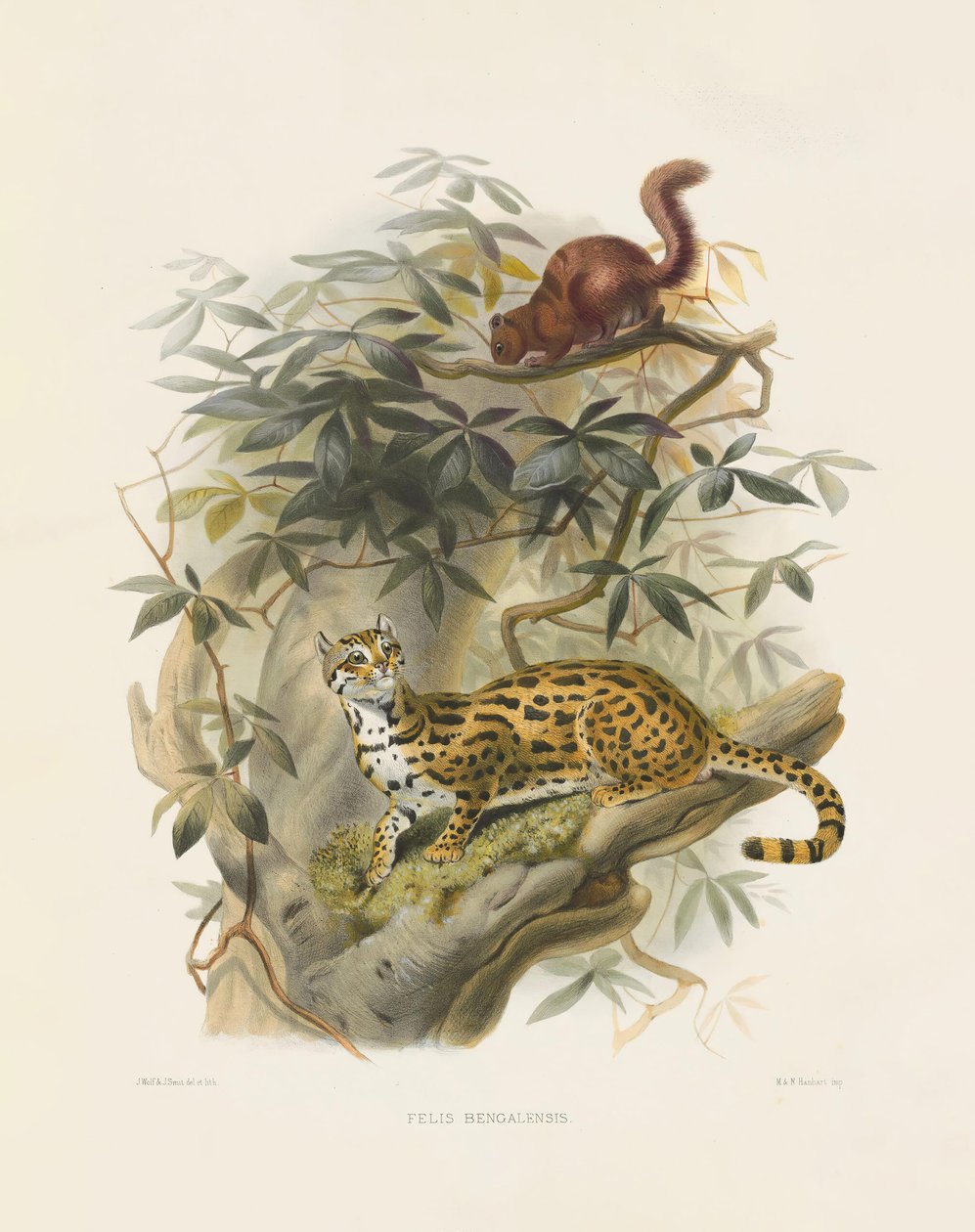 Bengaalse kat (Felis bengalensis) door Joseph Wolf