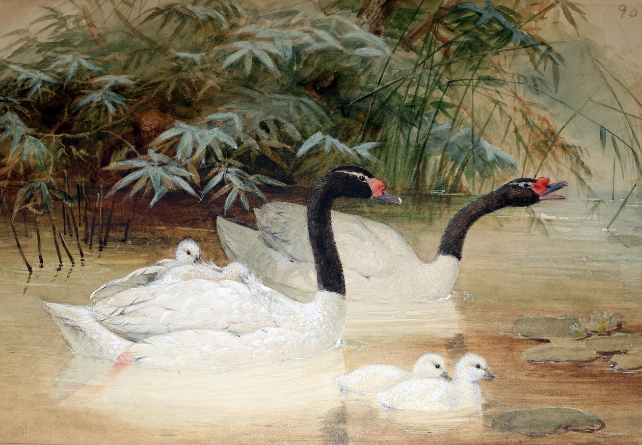 Zwartnekzwaan (Cygnus nigricollis), 1852-54 door Joseph Wolf
