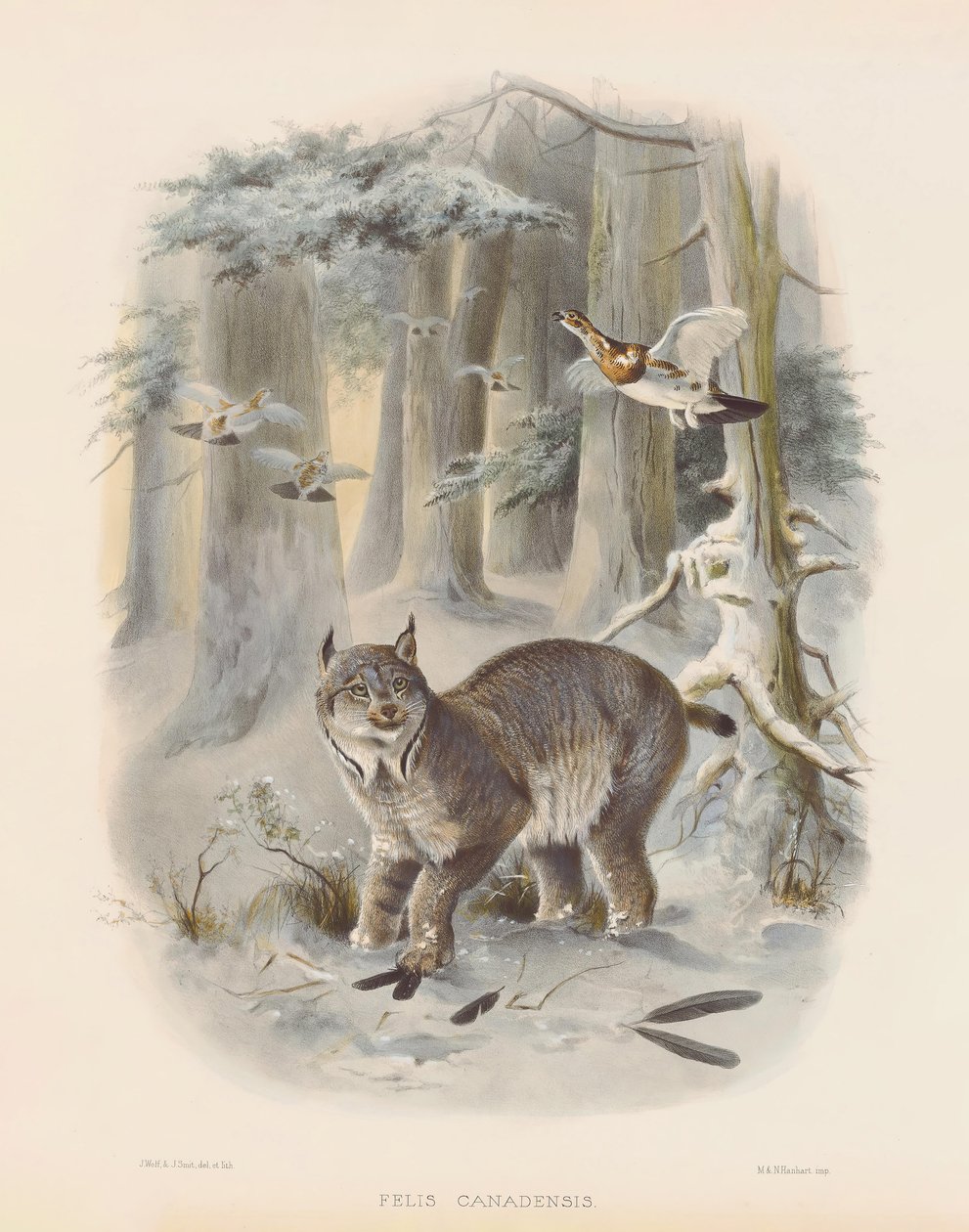 Canadese lynx (Felis canadensis) door Joseph Wolf