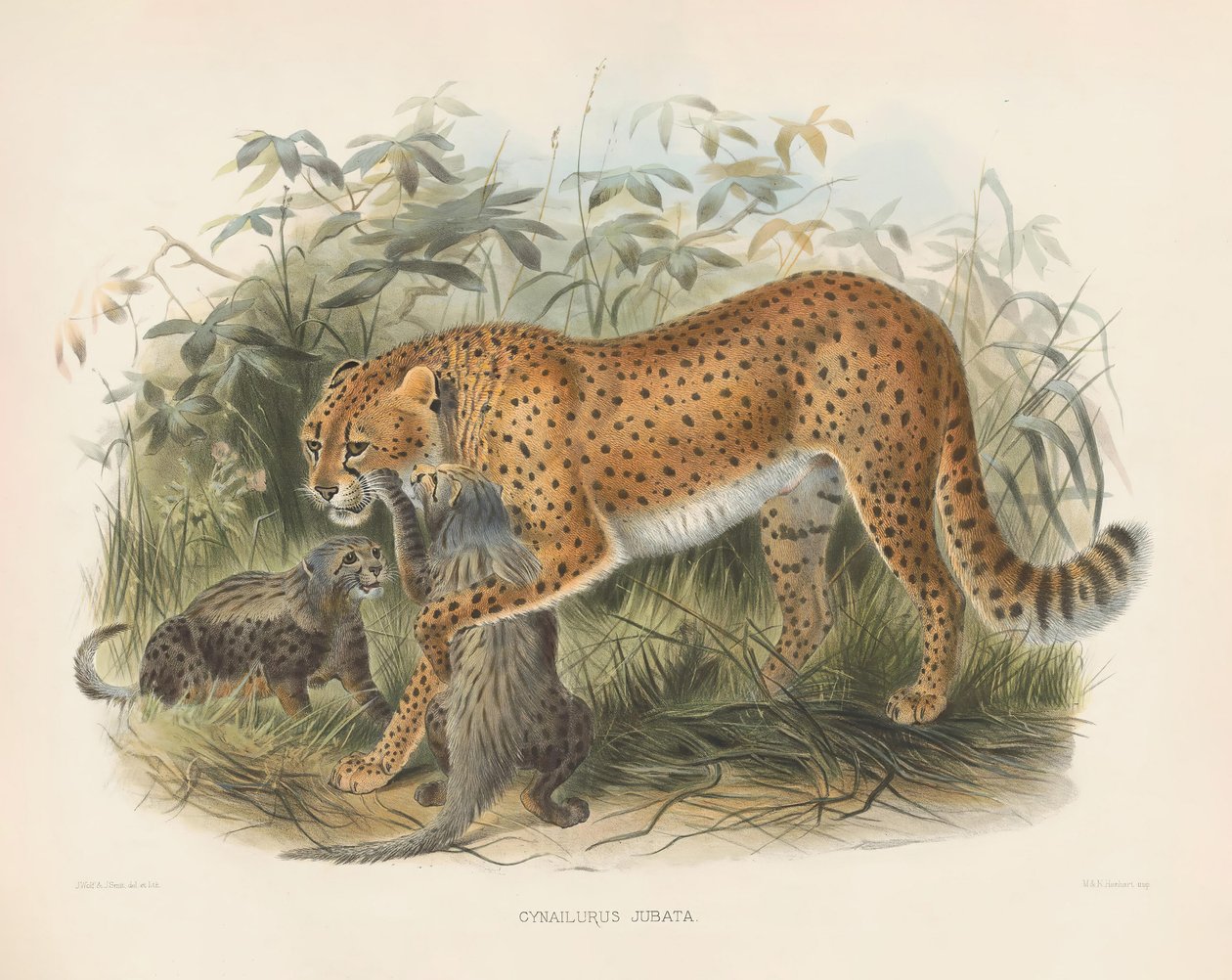 Cheetah met welpen (Cynaelurus jubata) door Joseph Wolf