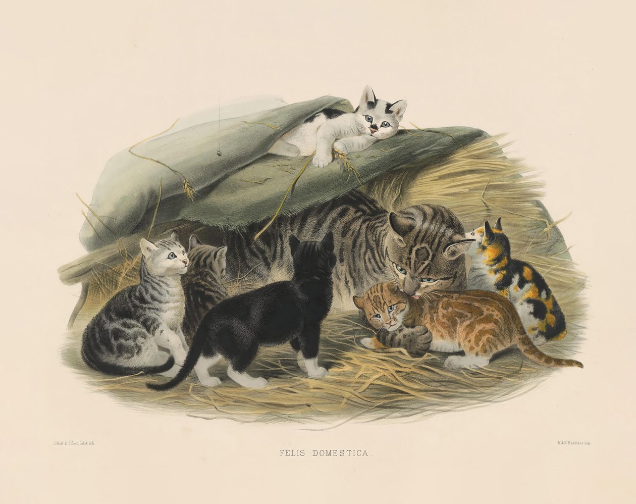 Huiskat met kittens (Felis domestica) door Joseph Wolf