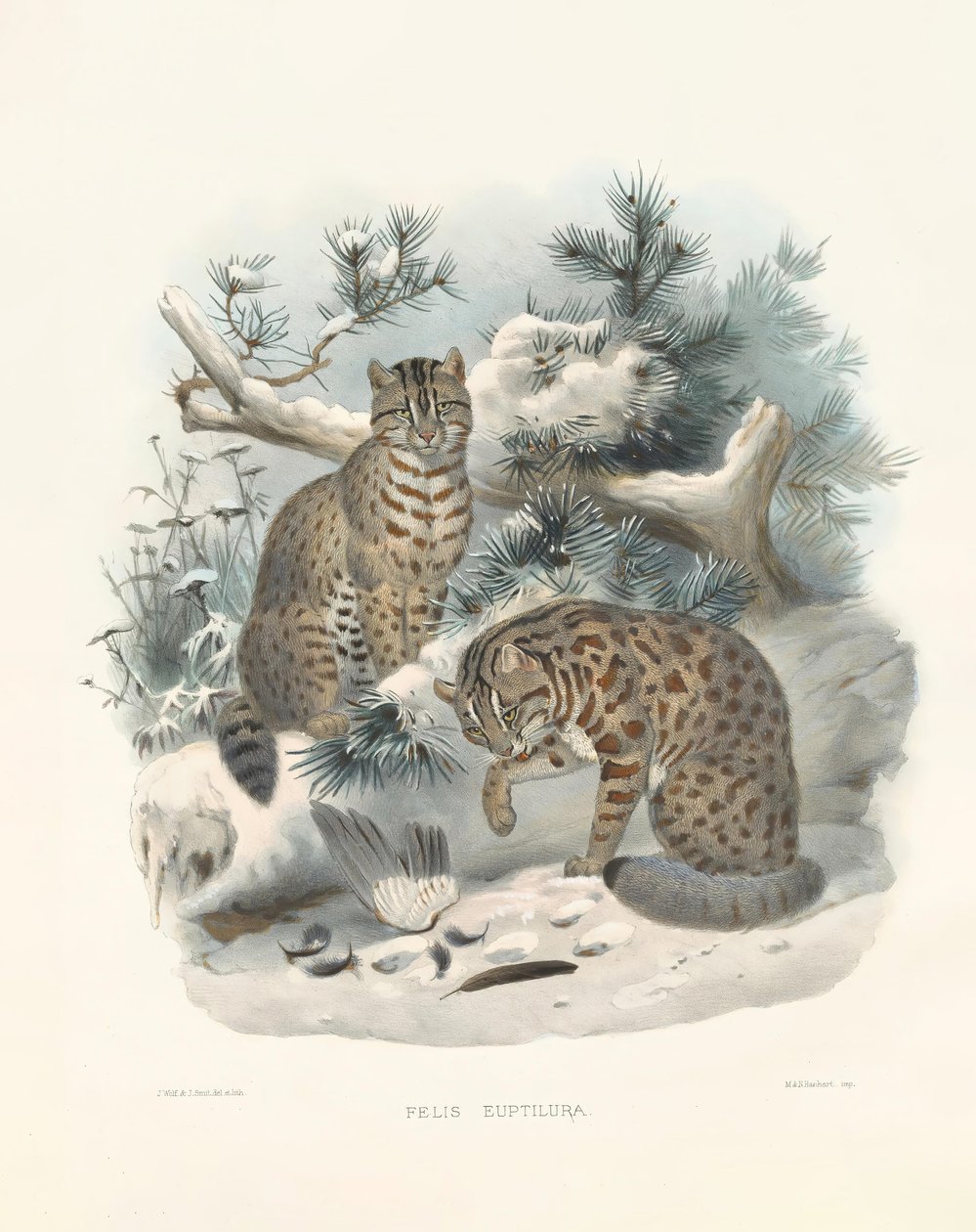 Amerikaanse lynx (Felis euptilura) door Joseph Wolf