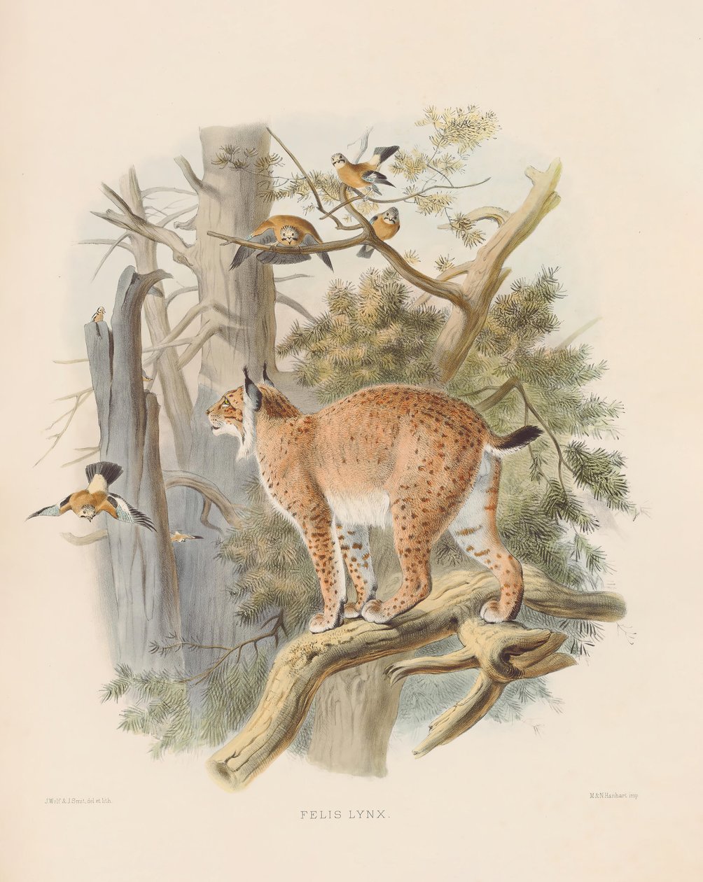 Amerikaanse lynx (Felis lynx) door Joseph Wolf