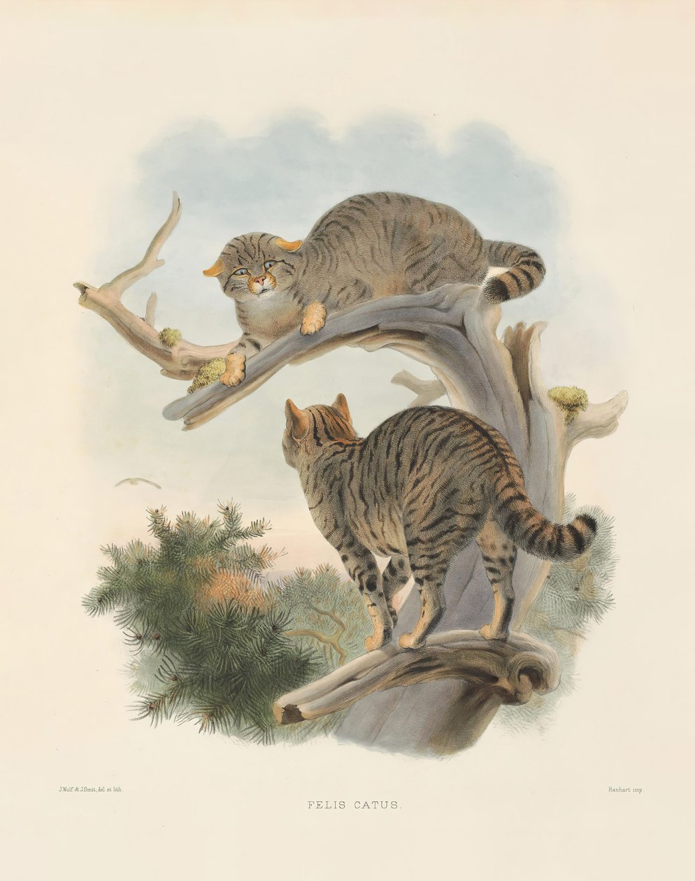 Europese wilde kat (Felis catus) door Joseph Wolf