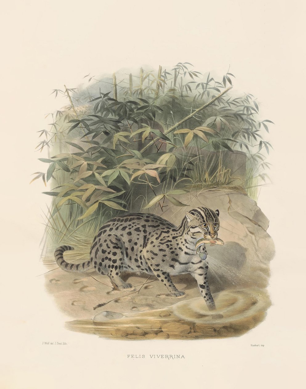 Viskat (Felis viverrina) door Joseph Wolf