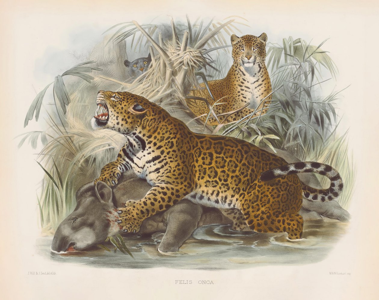 Jaguar (Felis onca) door Joseph Wolf