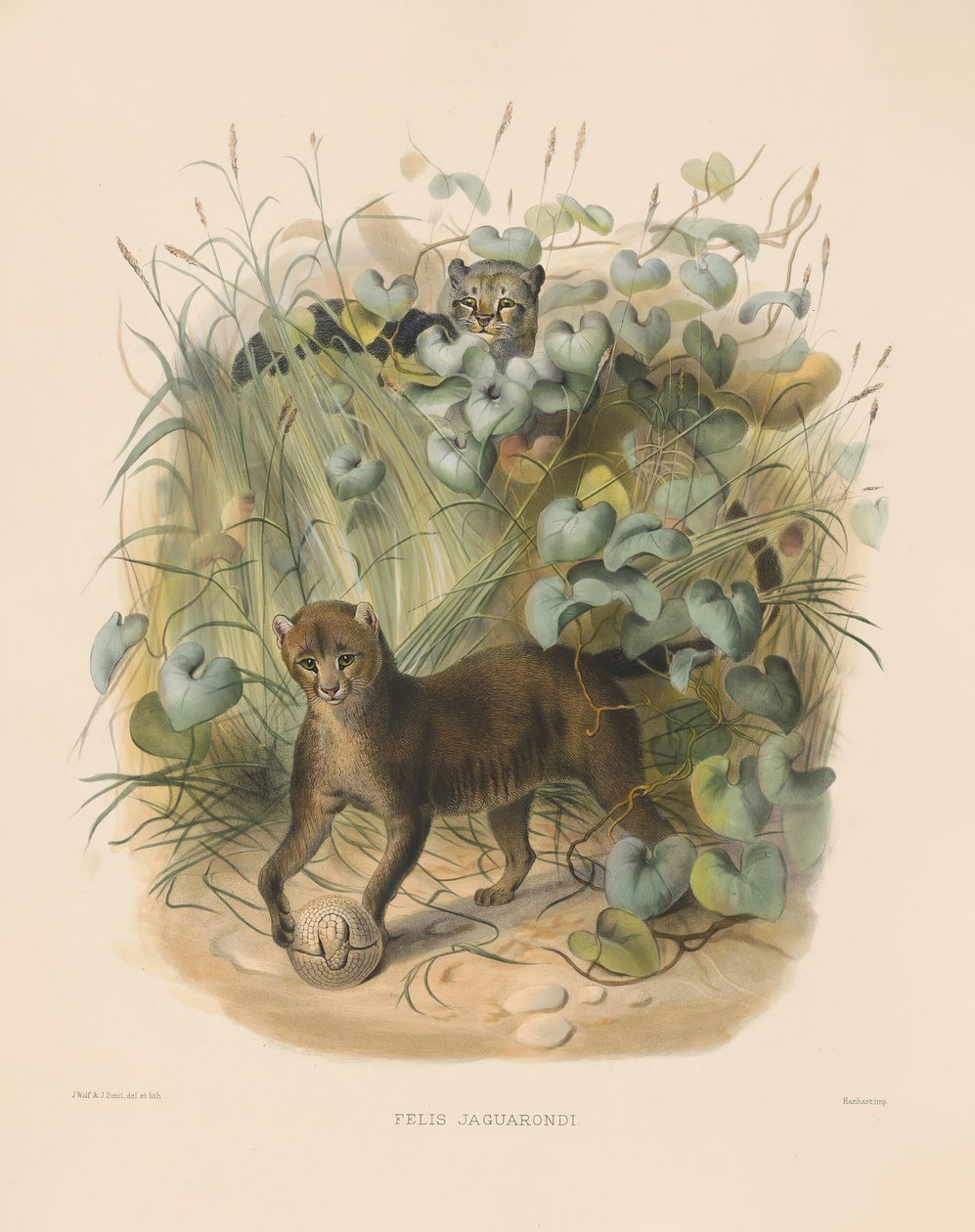 Jaguarundi (Felis jaguarondi) door Joseph Wolf