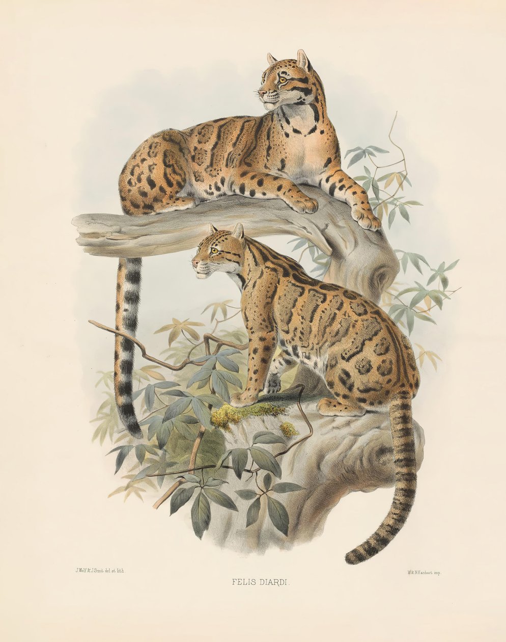 Gemarmerde Kat (Felis diardi) door Joseph Wolf