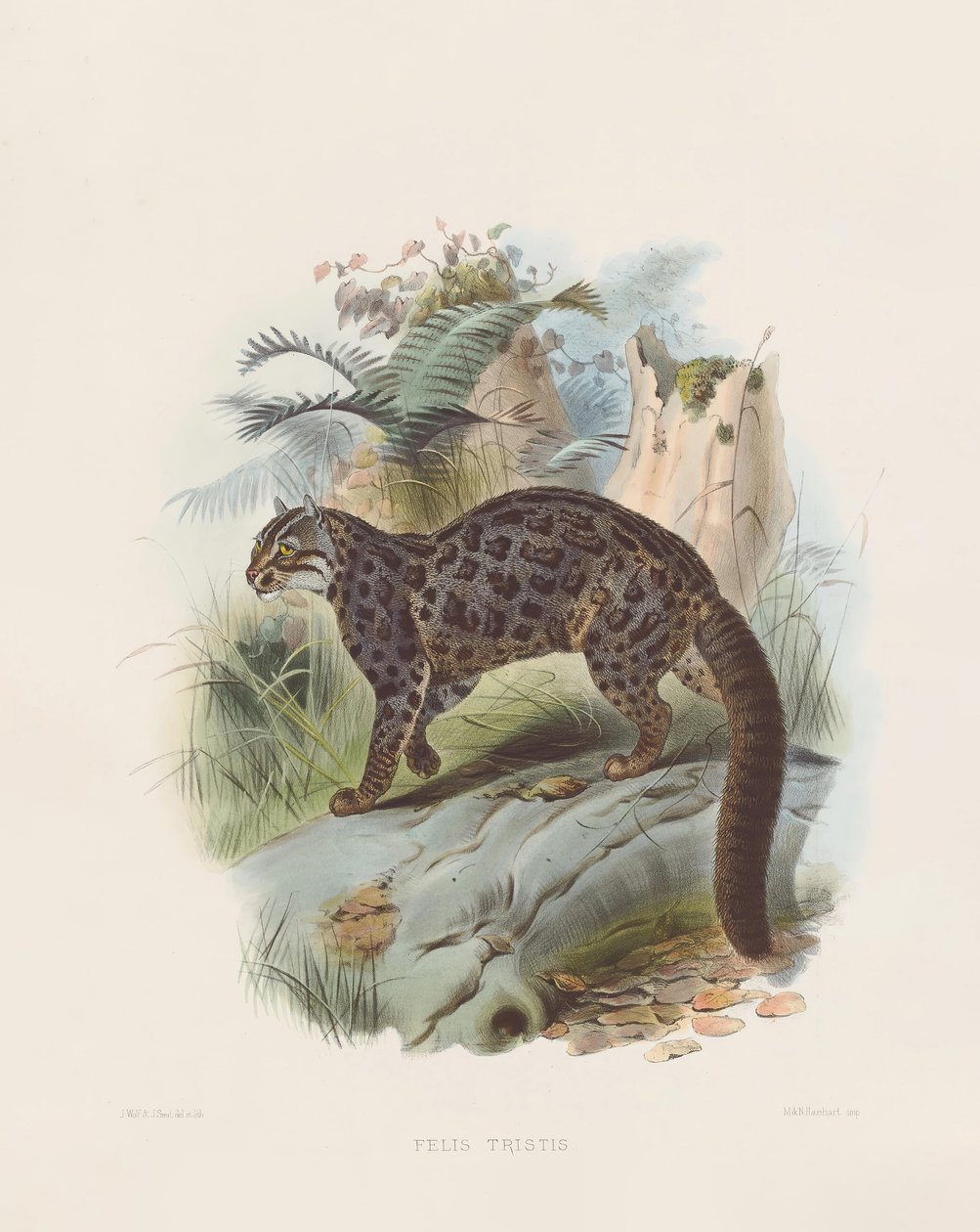 Gemarmerde Kat (Felis tristis) door Joseph Wolf