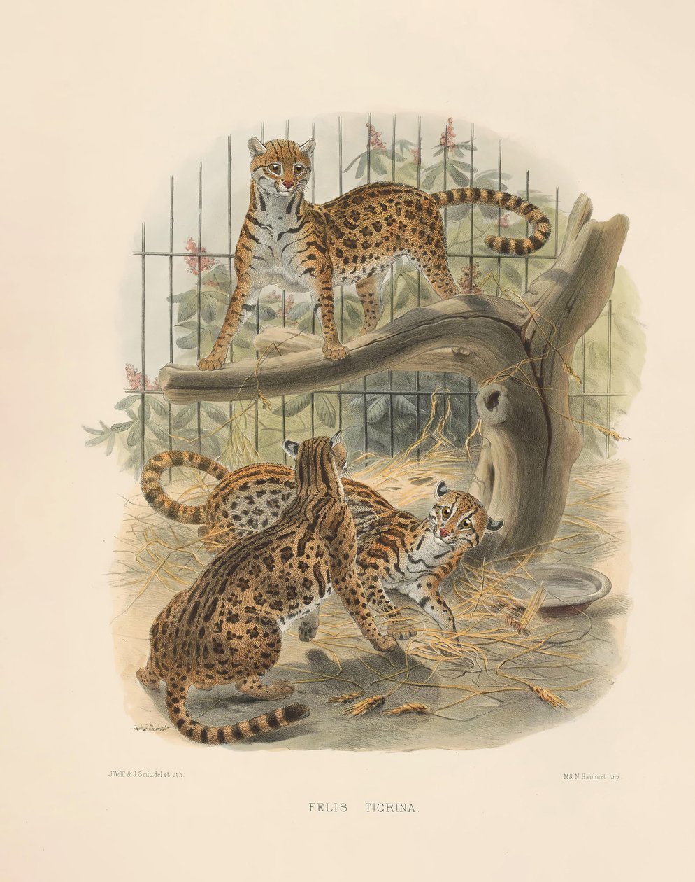 Ocelot (Felis tigrina) door Joseph Wolf