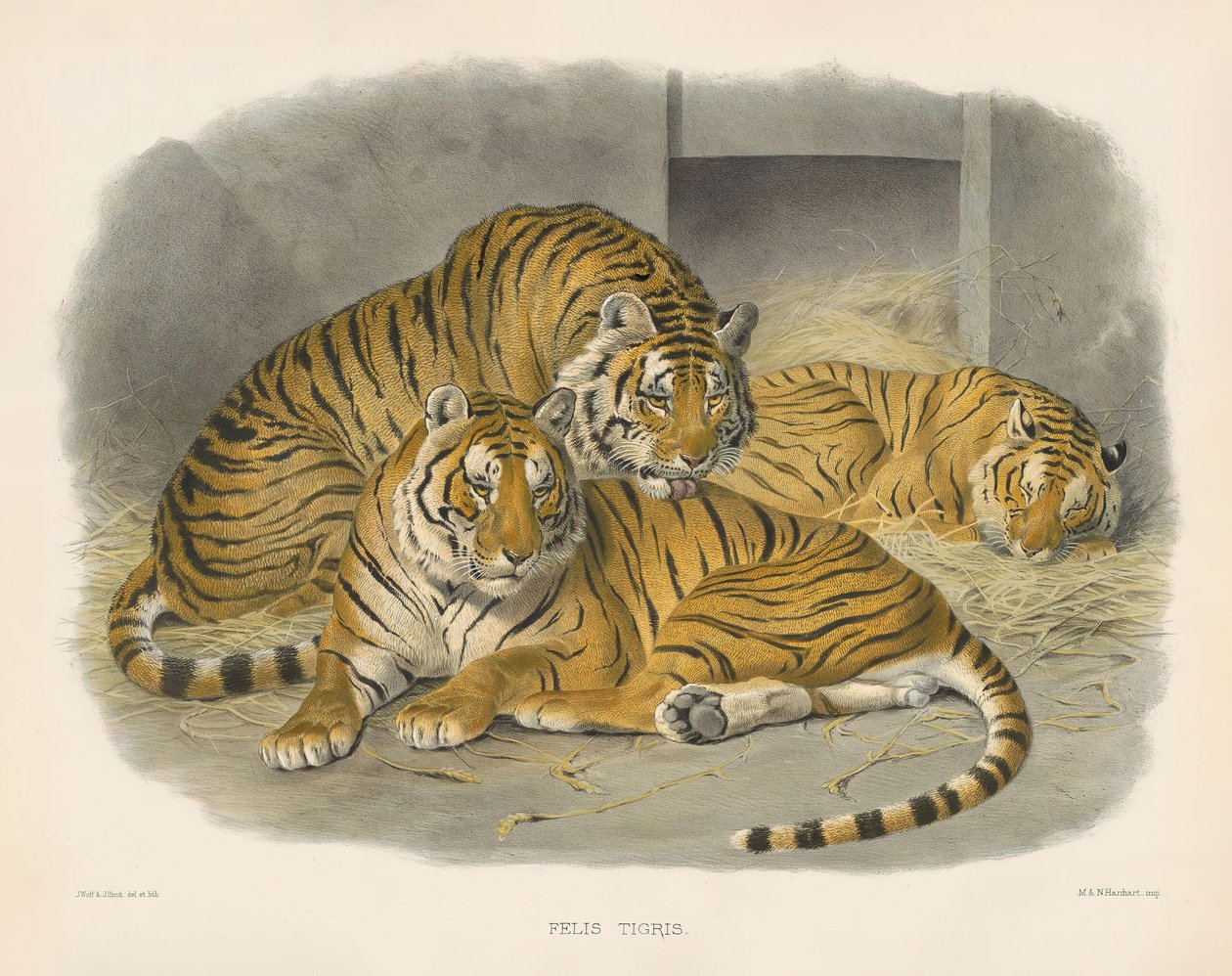 Bengaalse tijger (Felis tigris) door Joseph Wolf