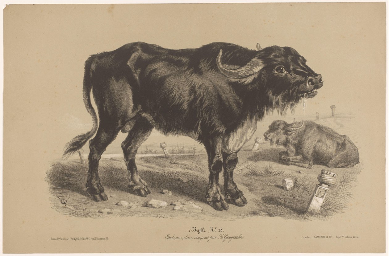 Buffel door Joseph Zephyris Gengembre