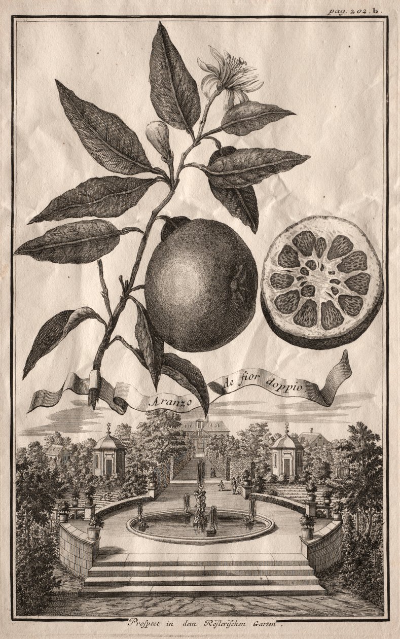 Nurnbergische Hesperides: Aranzo de fior doppio, 1714 door Joseph de Montalegre