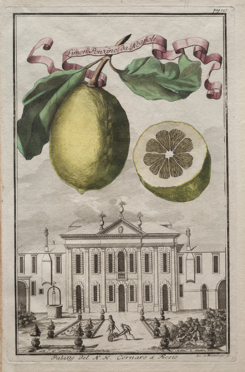 Nurnbergische Hesperides: No125 - Limon Ponzino da Neapoli. Palazzo del N. H. Cornaro à Fiesso, c170 door Joseph de Montalegre