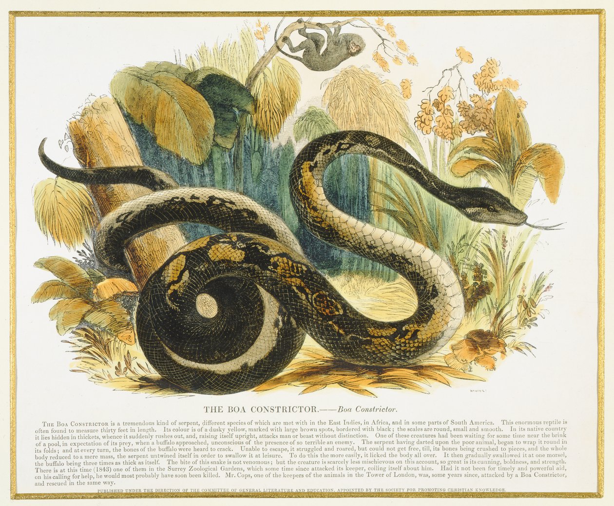 De Boa Constrictor, educatieve illustratie uitgegeven door de Society for Promoting Christian Knowledge, 1843 door Josiah Wood Whymper