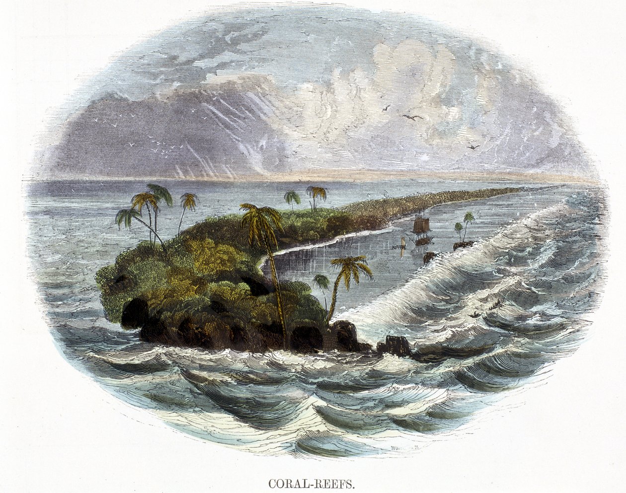 Koraalriffen, uit Verschijnselen van de Natuur, 1849 door Josiah Wood Whymper