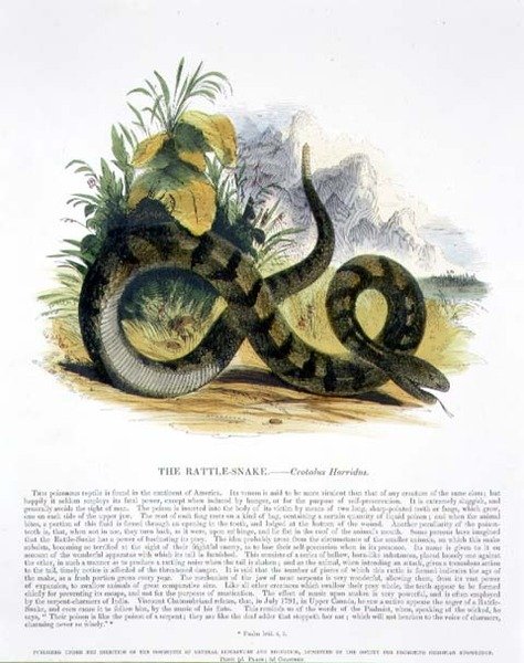 De Ratel-Slang (Crotalus horridus) educatieve illustratie uitgegeven door de Society for Promoting Christian Knowledge door Josiah Wood Whymper