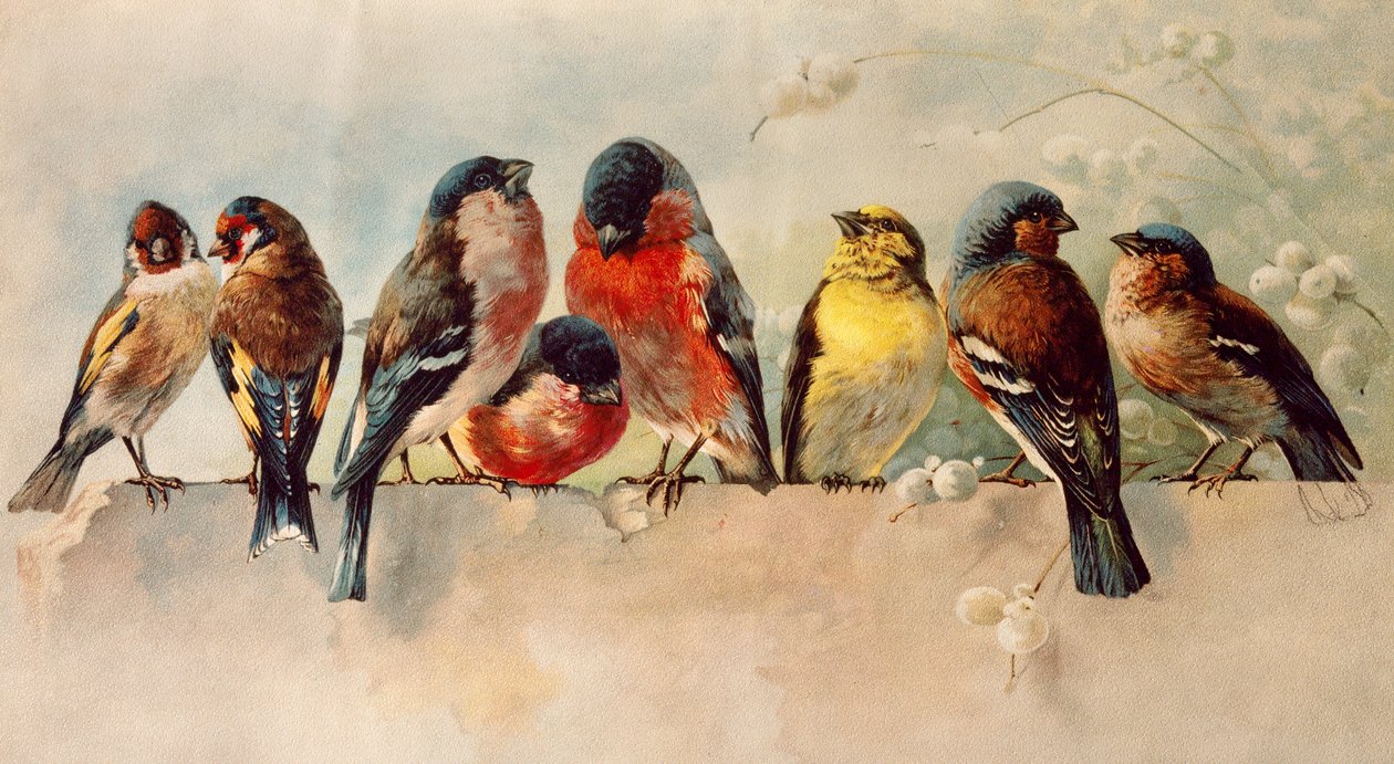 Vogels door Josse Photo