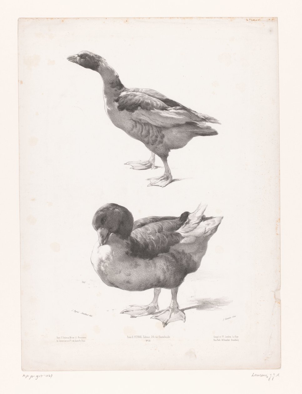 Studie van een gans en een eend door Jules Joseph Augustin Laurens