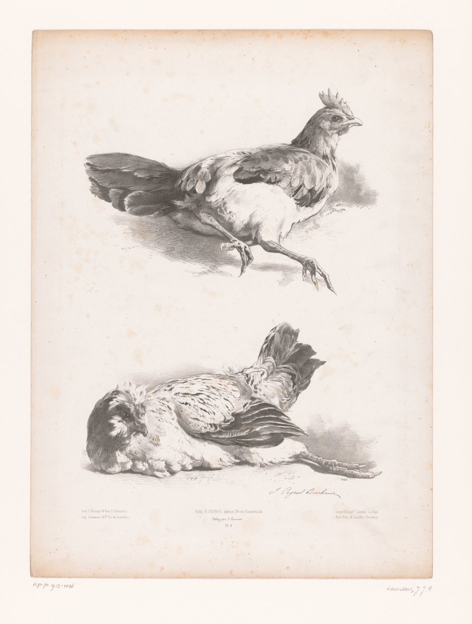 Studie van twee liggende kippen door Jules Joseph Augustin Laurens