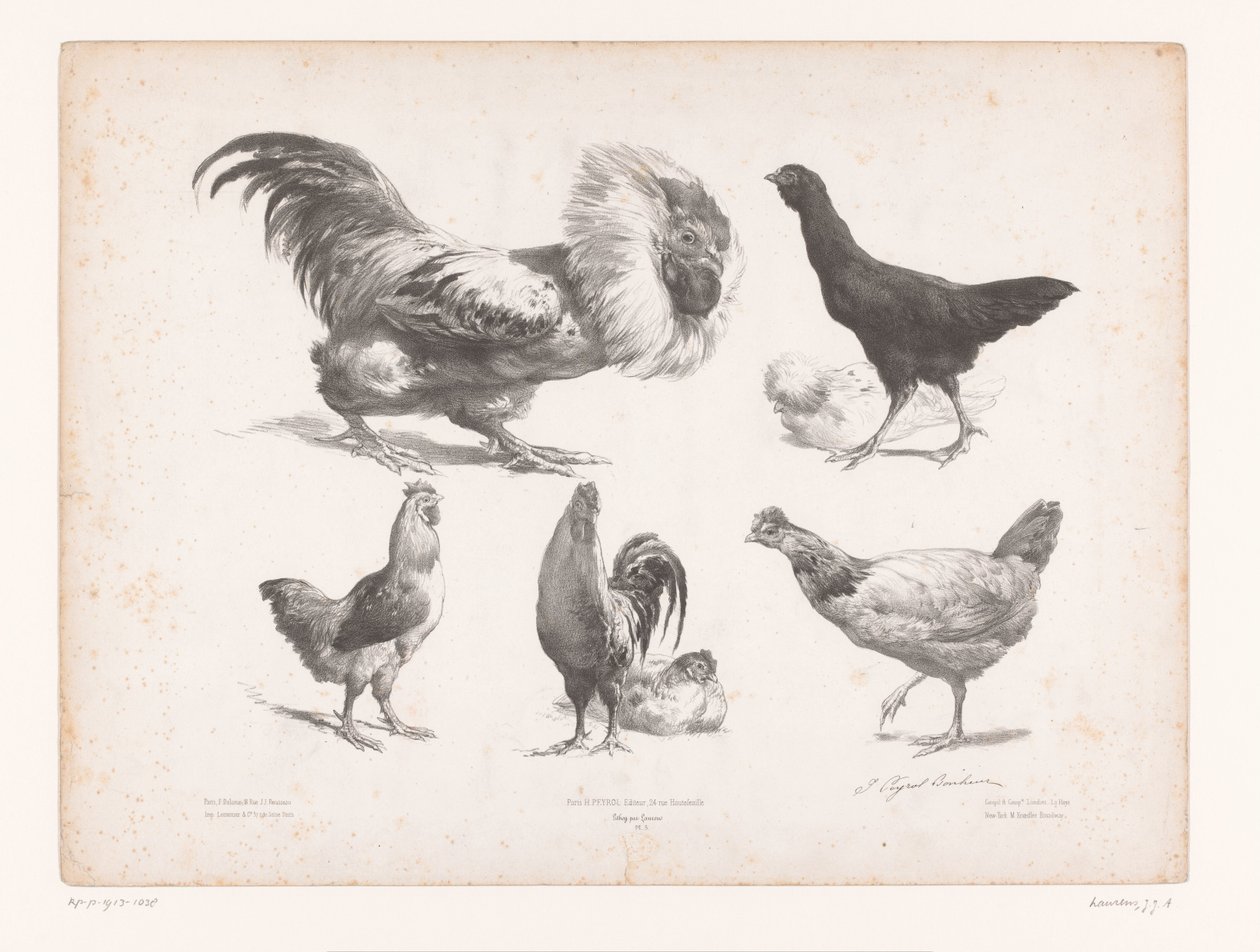 Studies van verschillende soorten kippen door Jules Joseph Augustin Laurens