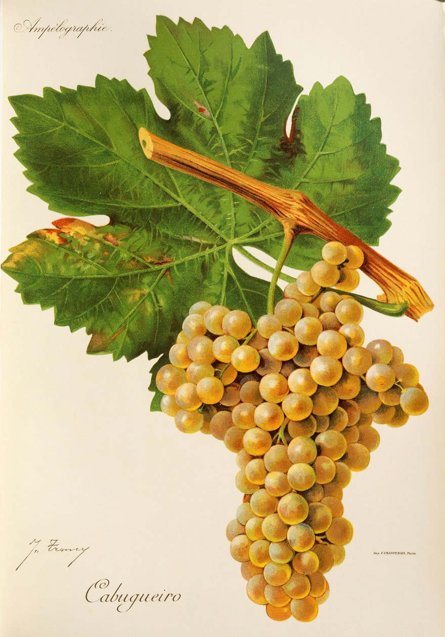 Cabugueiro druif door Jules Troncy