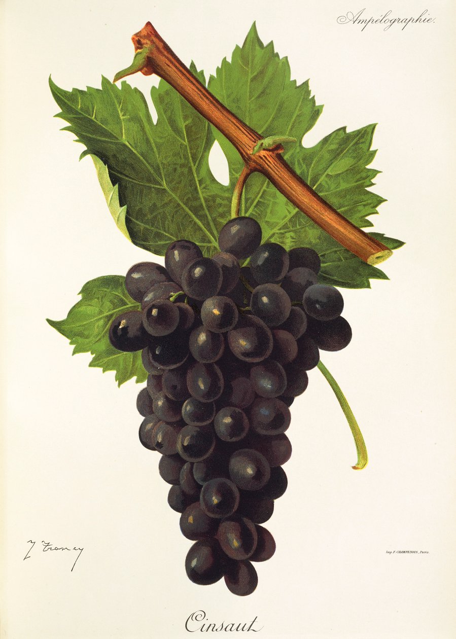 Cinsaut-druif door J. Troncy door Jules Troncy