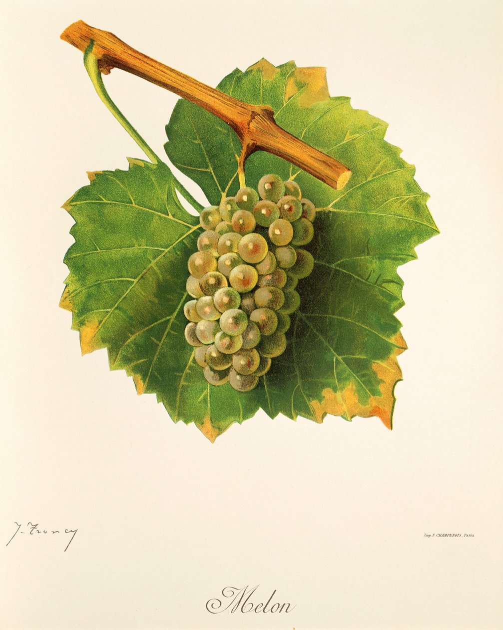Melon druif door Jules Troncy