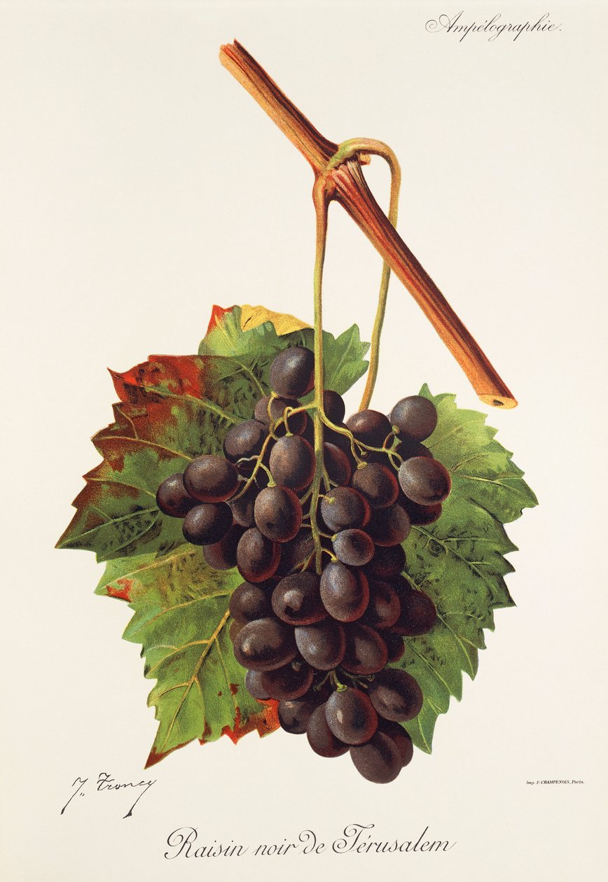 Raisin Noir de Jerusalem door Jules Troncy