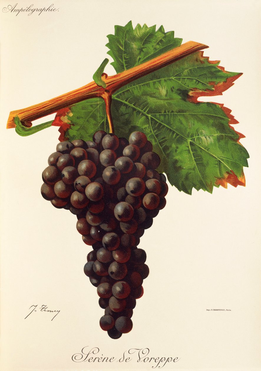 Serene de Voreppe druif door Jules Troncy