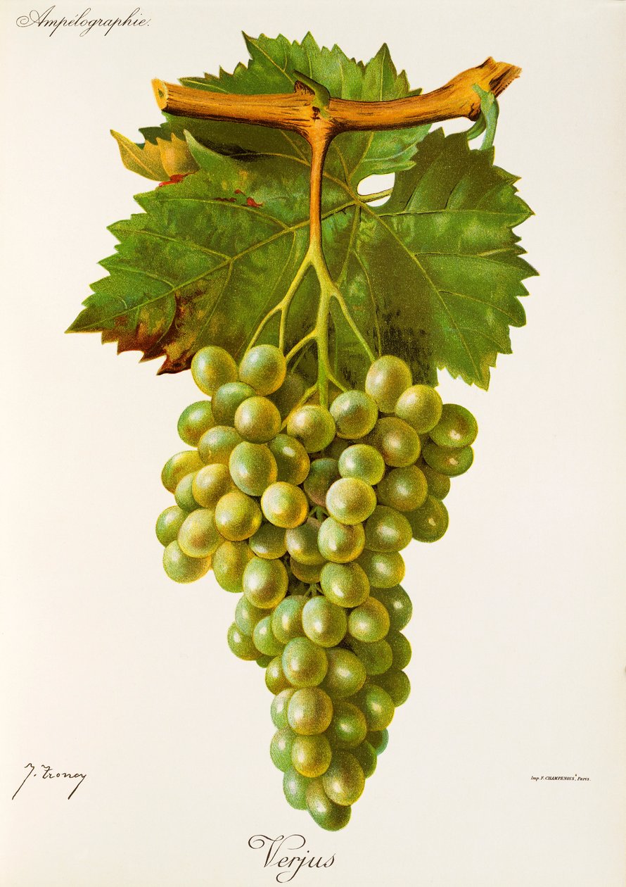 Verjus druif door Jules Troncy