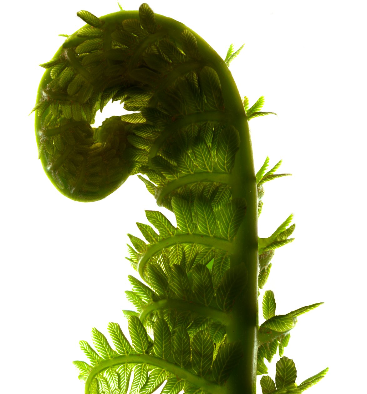 Fern Curve, 2009, (digitale fotogram, digitale originele afdruk) door Julia McLemore