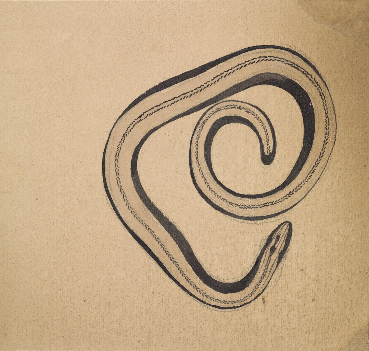 Hazelworm door Julie de Graag