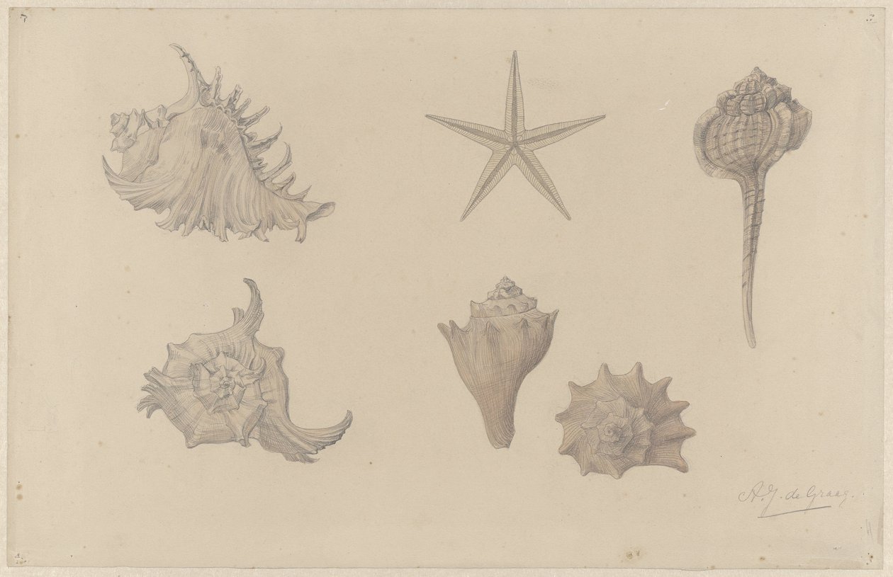 Studieblad met schelpen door Julie de Graag