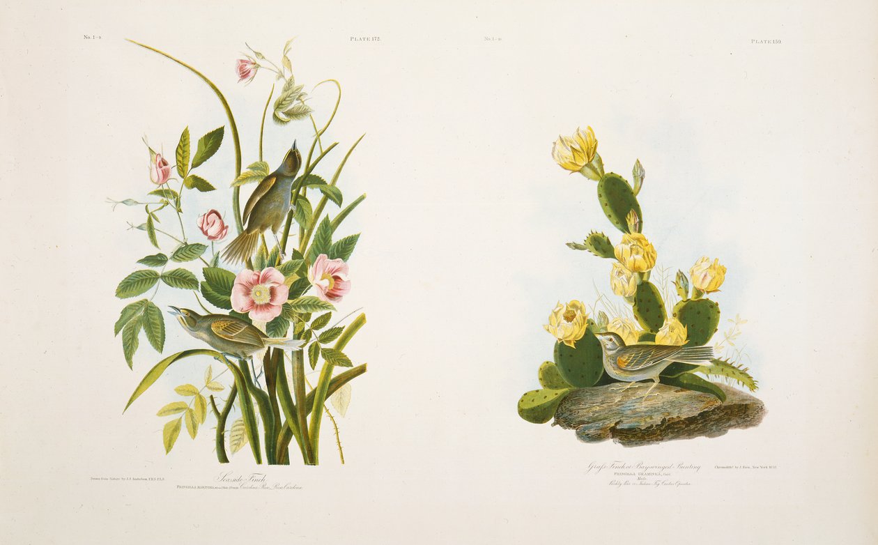 Seaside Finch/Grass Finch, of Bay-Winged Bunting, naar J.J. Audubon