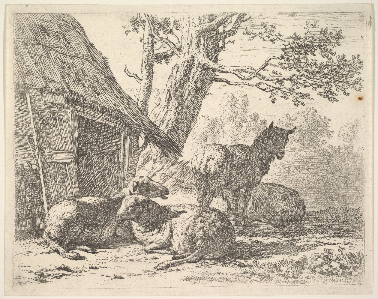 Vier schapen, een schaap staat tussen drie anderen die op de grond liggen naast een schuur, 1658 door Karel Du Jardin