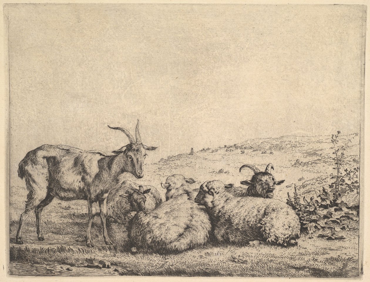 Twee Geiten en Drie Schapen door Karel Du Jardin