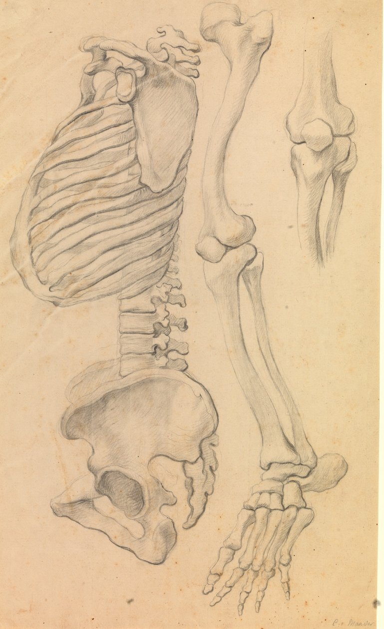 Ruggengraat met ribbenkast en bekken, profiel naar links; ook botten van een linkerbeen van heup tot teen en detail van een knie (1662?) door Karel van III Mander