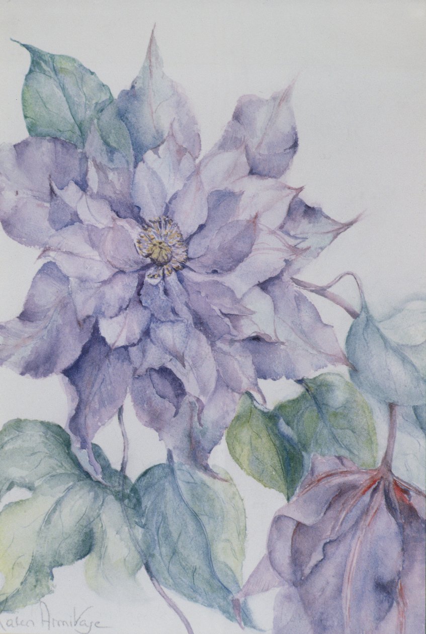 Clematis, Lord Neville door Karen Armitage