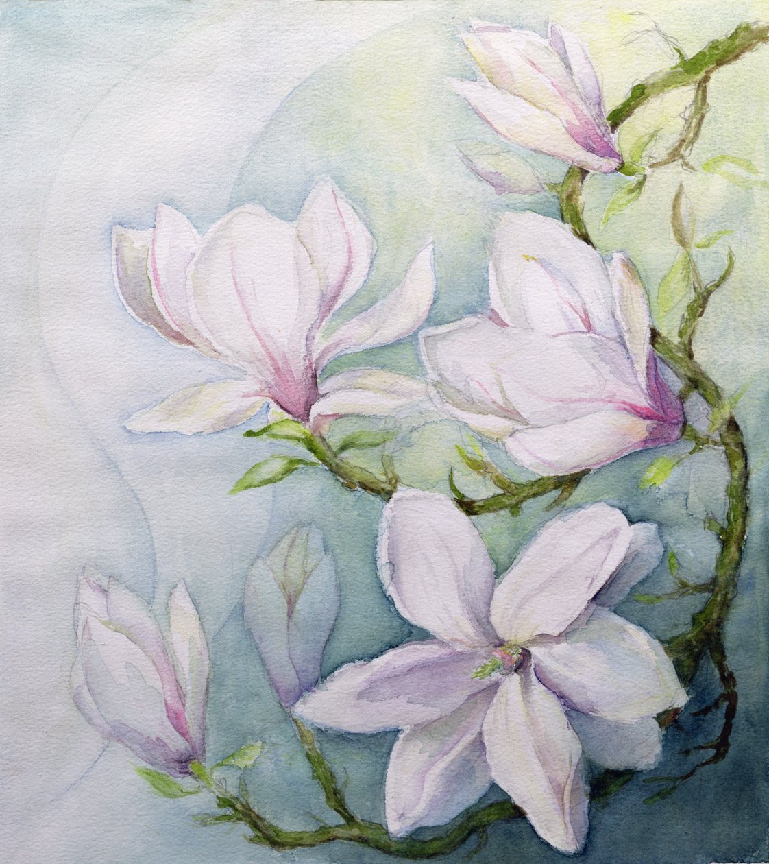 Magnolia