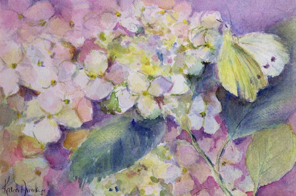 Bleekgele wolkvlinder, Colias Hyale op hortensia door Karen Armitage