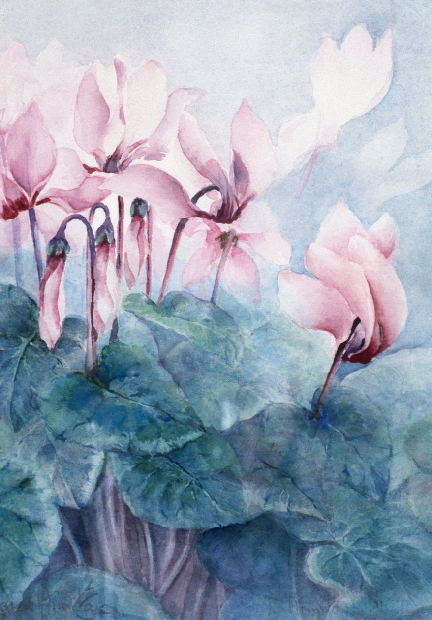 Roze Cyclamen Pseudibericum door Karen Armitage
