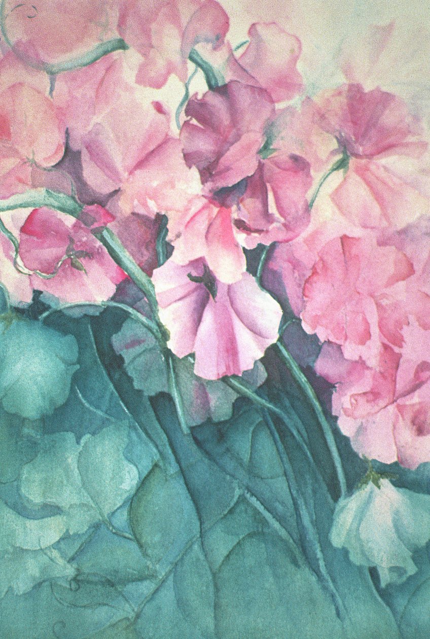 Lathyrus, Roze Trots (verticaal) door Karen Armitage