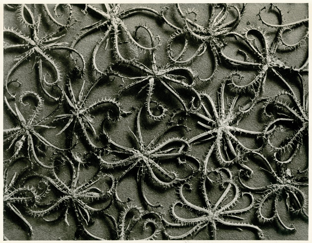 Koelpinia Linearis door Karl Blossfeldt