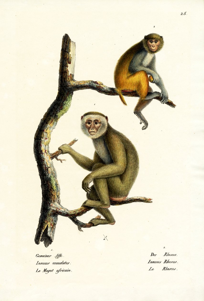 Berberaap, 1824 door Karl Joseph Brodtmann