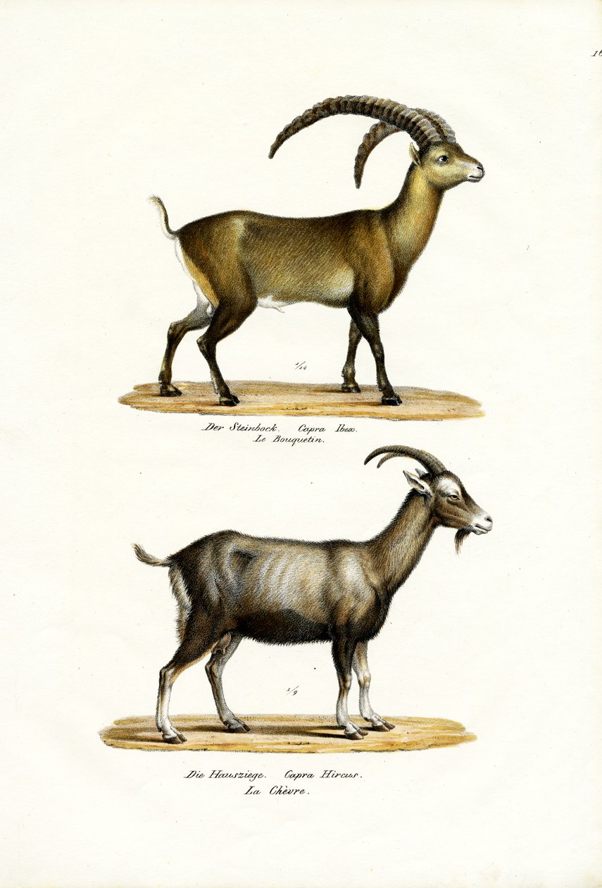 Steenbok, 1824 door Karl Joseph Brodtmann