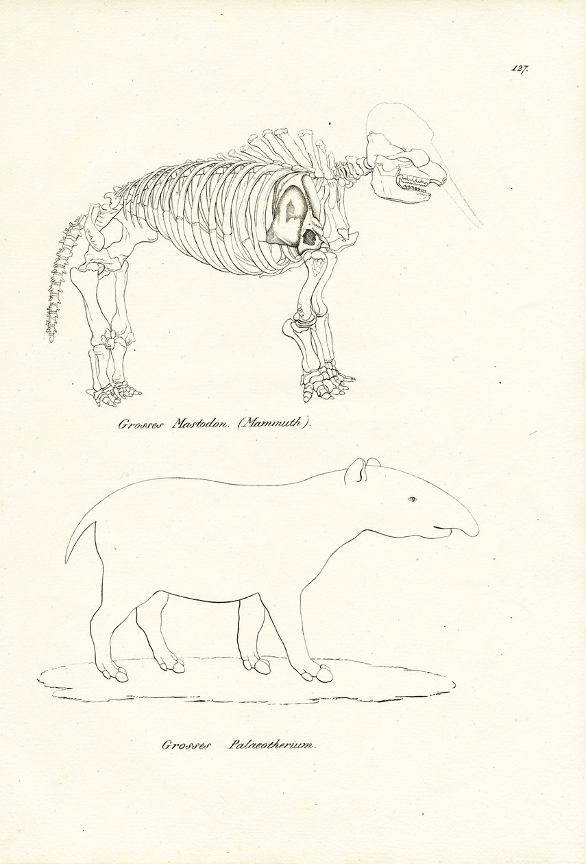 Mastodont, 1824 door Karl Joseph Brodtmann