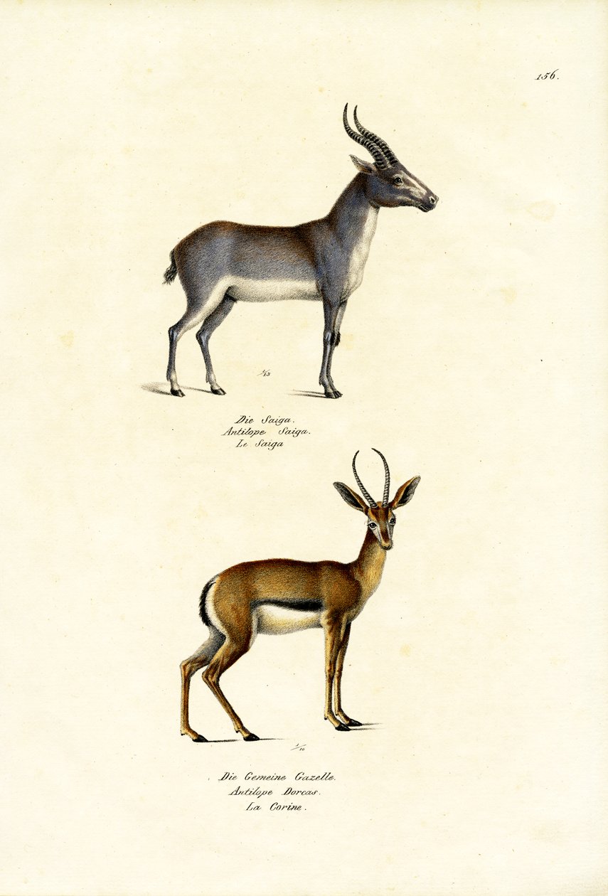 Saiga-antilope, 1824 door Karl Joseph Brodtmann