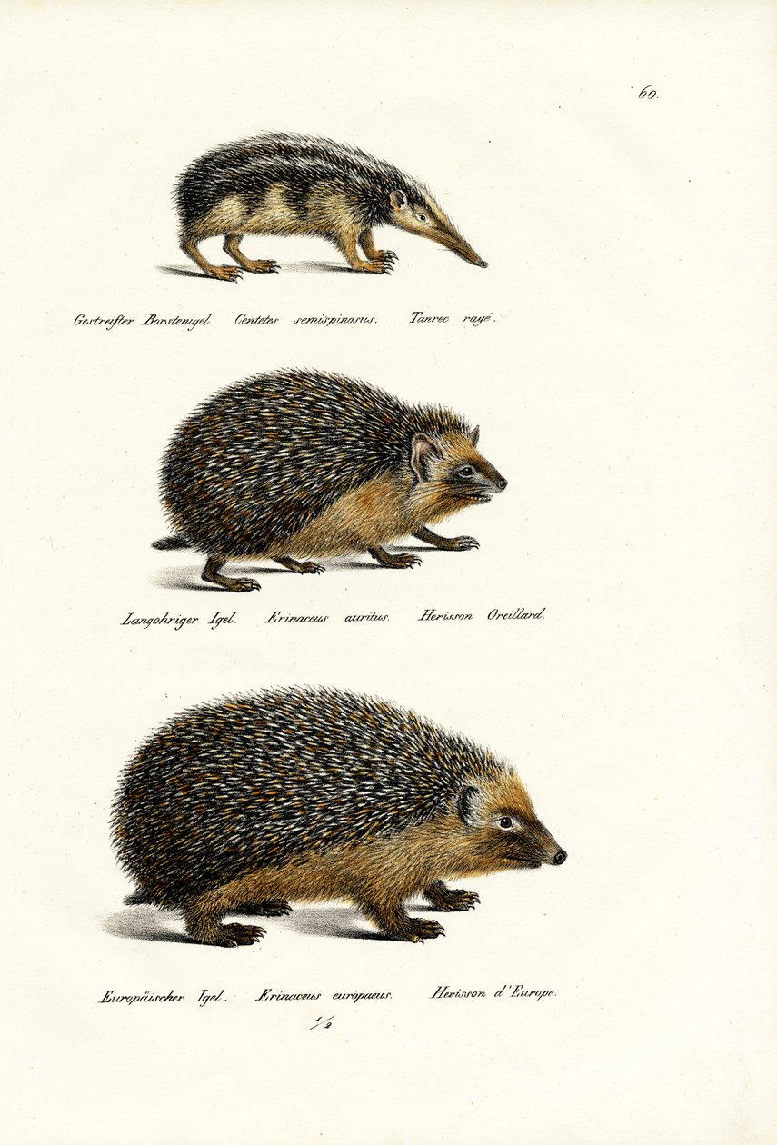 Staartloze Tenrec, 1824 door Karl Joseph Brodtmann